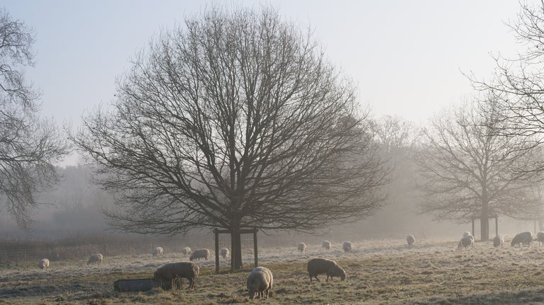 A wintry view of the parkland at Baddesley Clinton, Warwickshire, with a flock of sheep